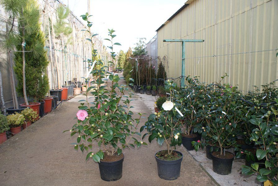 Camelias en maceta con flores rosas y blancas
