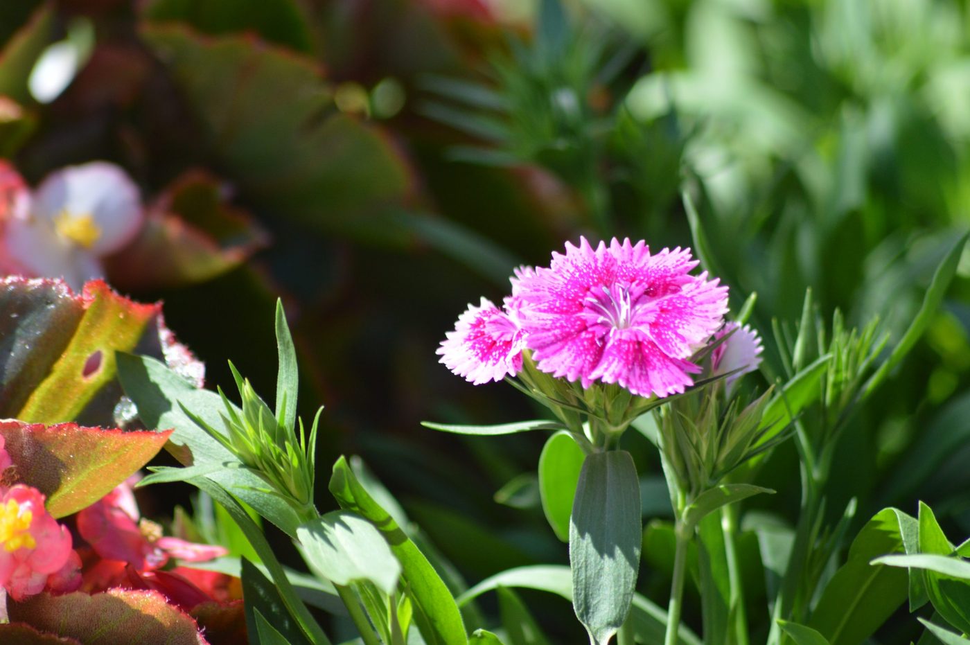 Clavelina rosa en flor