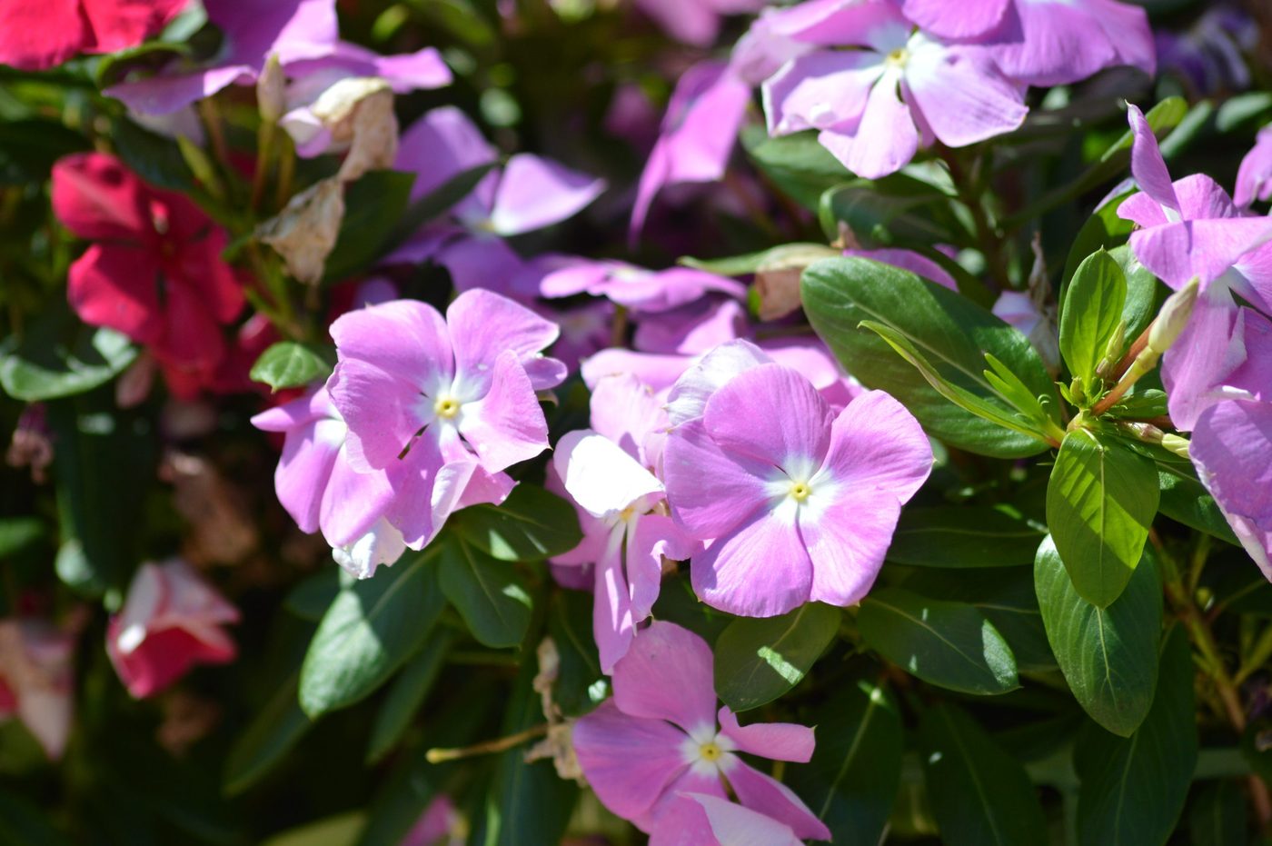 Vinca en flor de tonos rosados y magenta