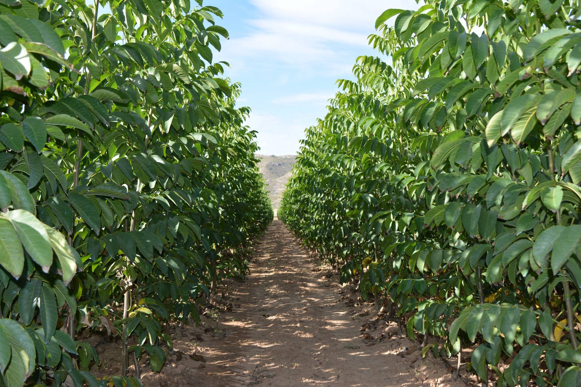 Pasillo entre hileras de nogales jóvenes en el vivero