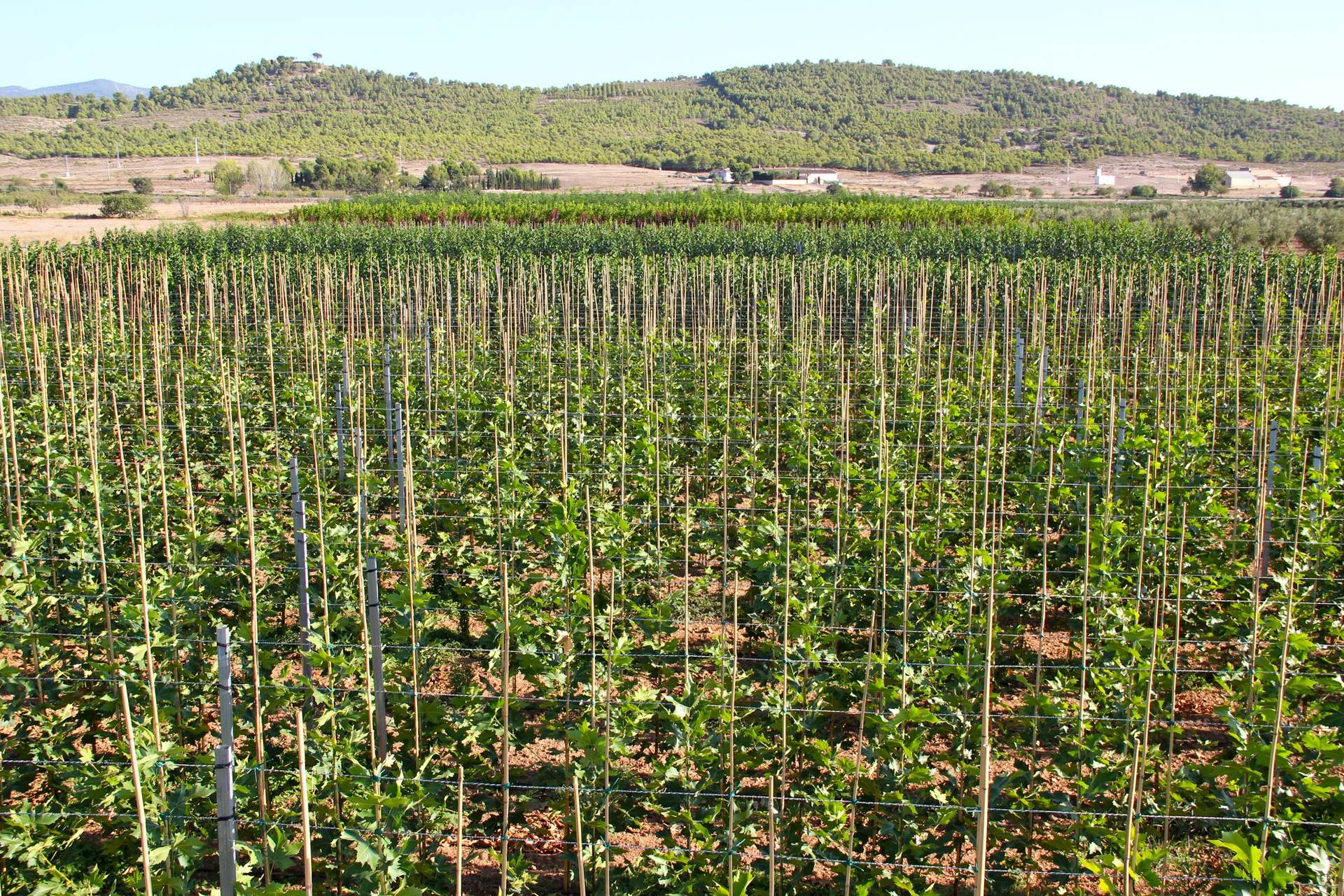 Vista aérea de las hileras de cultivo del vivero, con colinas al fondo