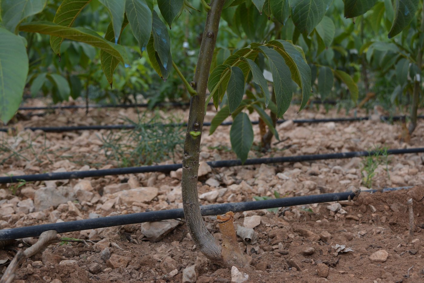 Plantón de nogal injertado joven, con sistema de riego por goteo
