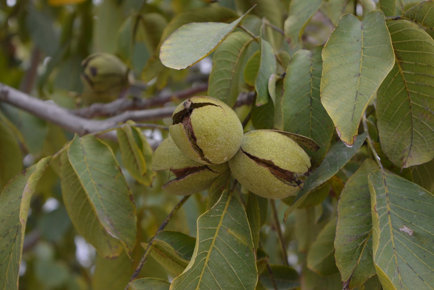 Nueces maduras abriendo su cáscara verde en la rama