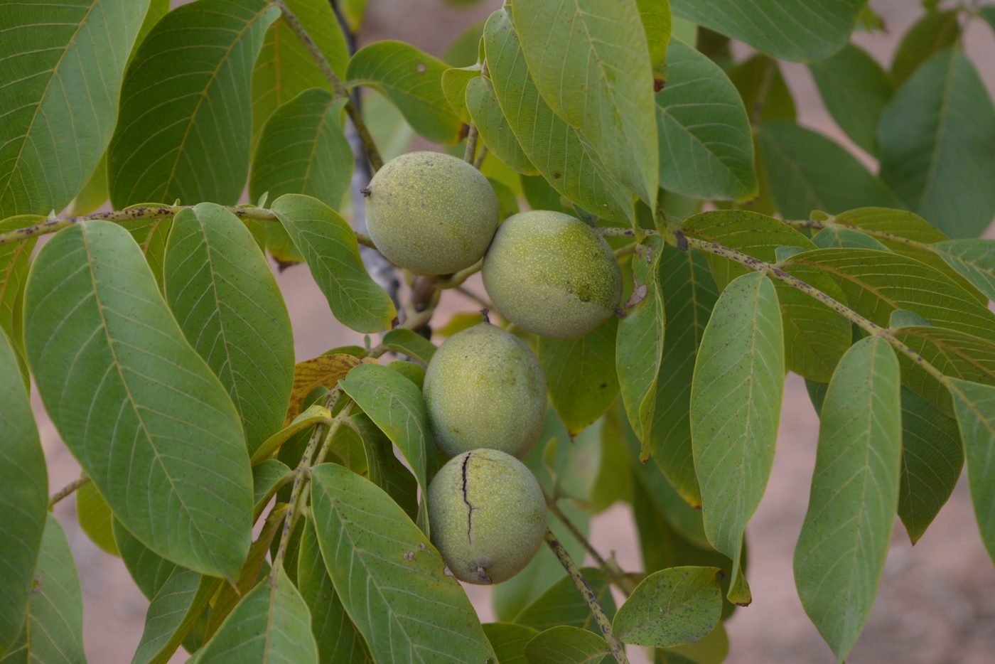 Racimo de nueces verdes en la rama de un nogal