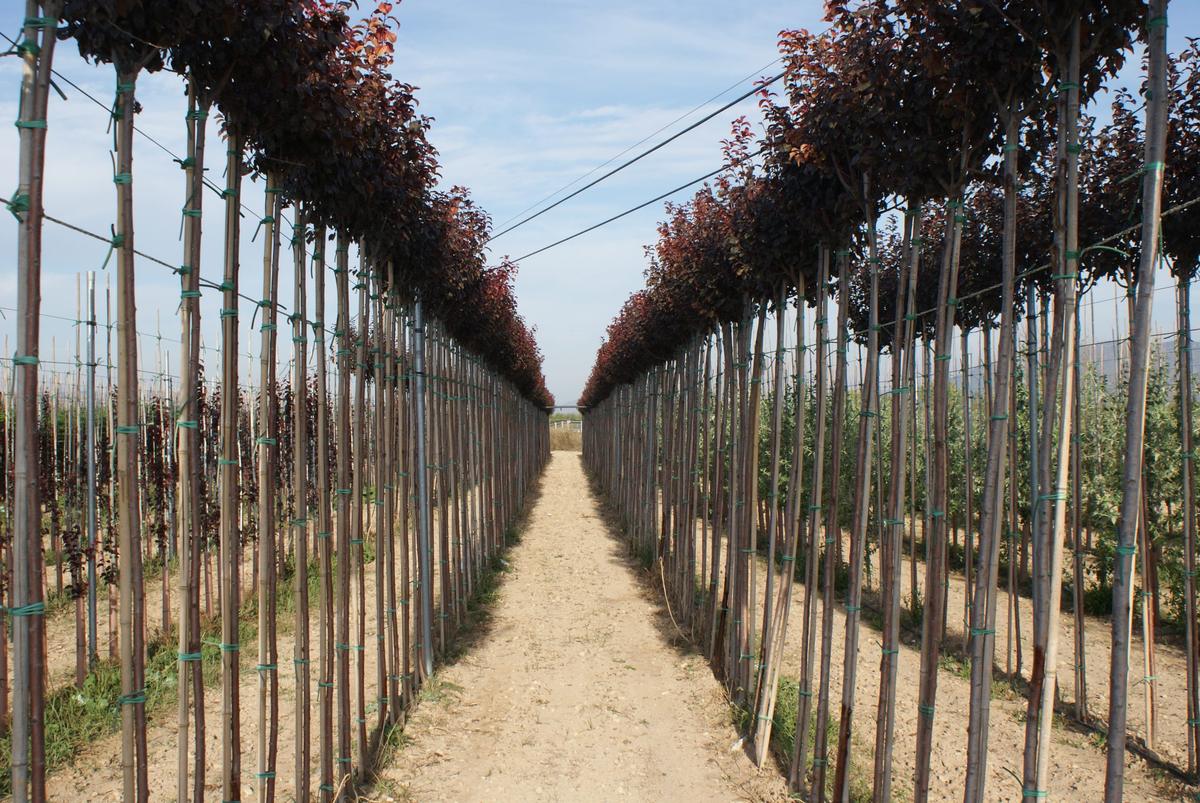 Hileras de prunus pissardii de hoja púrpura en el vivero